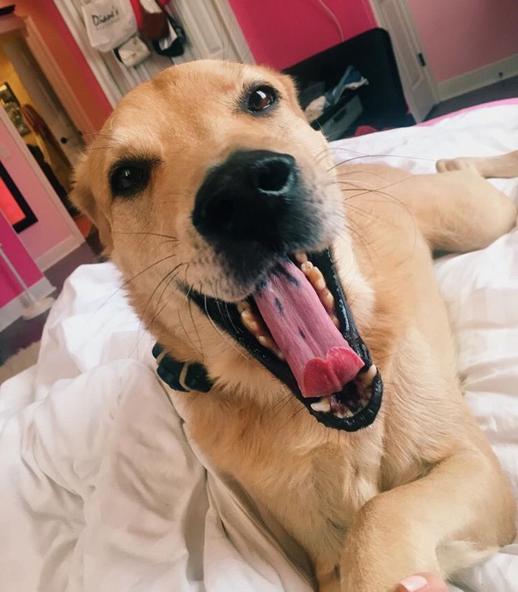 SadeKatarina's tweet photo. If anyone in the Zephyrhills/Dade City area sees this pup wandering around, please please message me. His family misses him very much 😔💛 https://t.co/NgHBzBe5GC