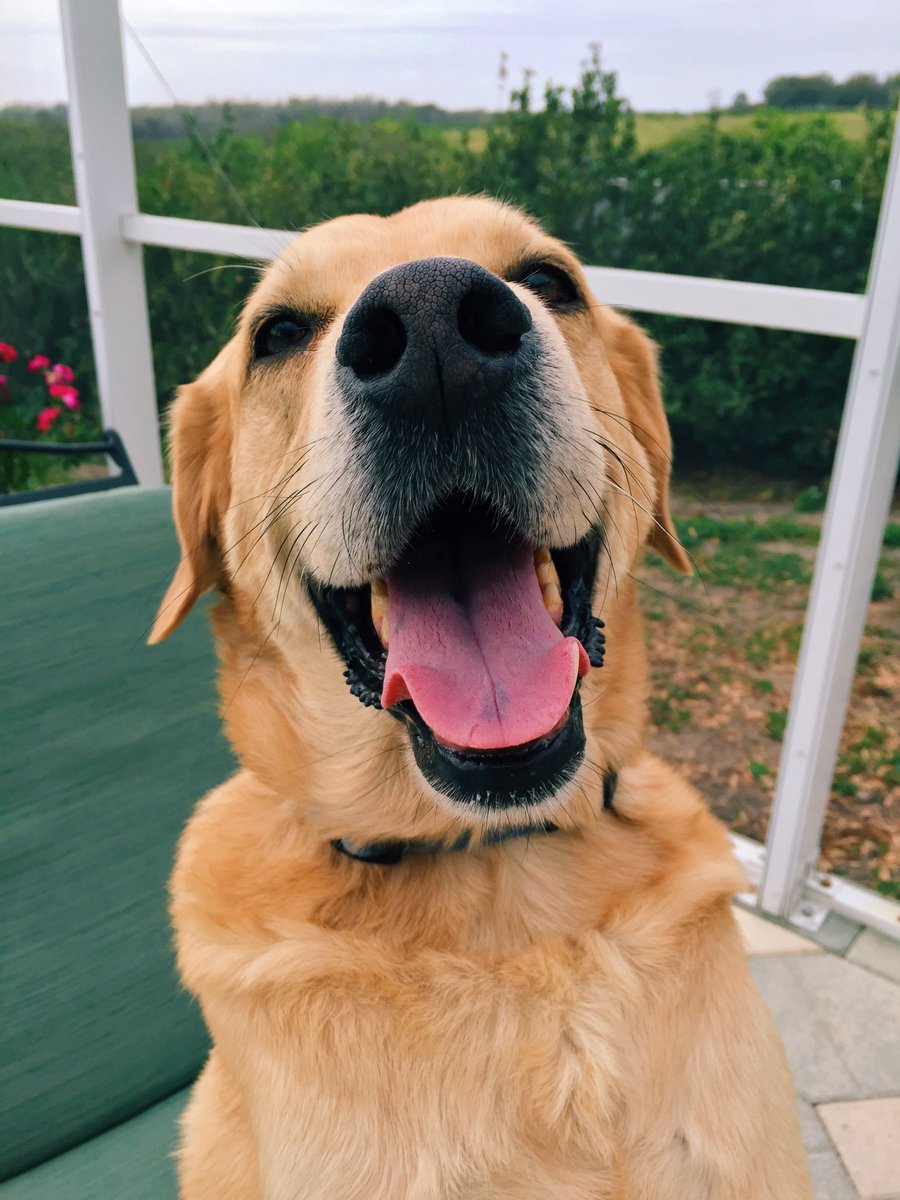 SadeKatarina's tweet photo. If anyone in the Zephyrhills/Dade City area sees this pup wandering around, please please message me. His family misses him very much 😔💛 https://t.co/NgHBzBe5GC
