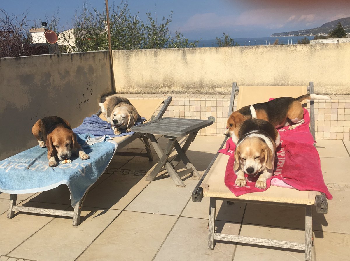 CarlottaModel's tweet photo. Feel depressed? Take cure of yours #dogsoftwitter 💦💦💦 wash them and give treats #Beagle  #I❤️my dogs and others dogs https://t.co/AxRRKCb9Xm