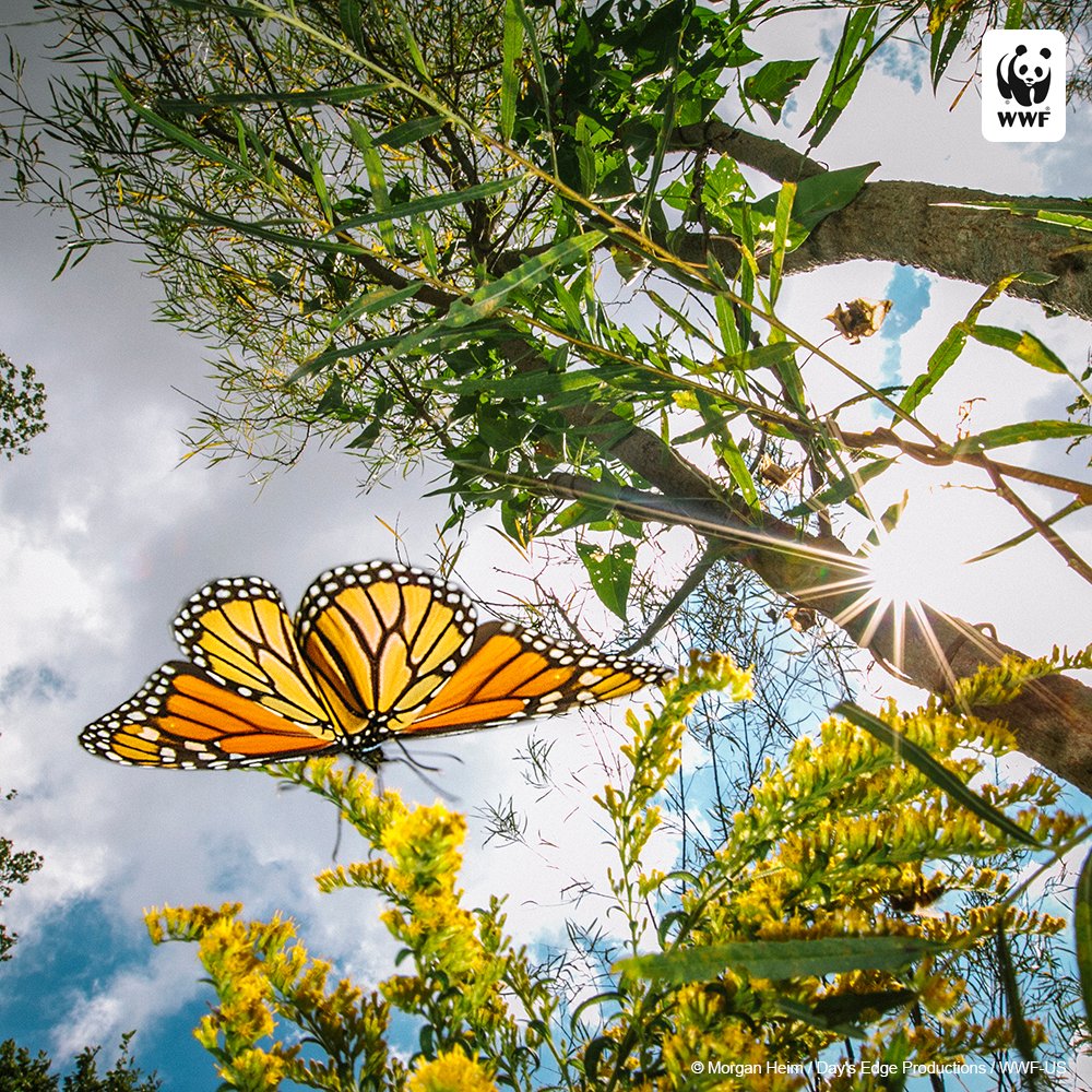 Enter for a chance to win a <a href="/NatHab/">Natural Habitat Adventures</a> trip for 2 to Mexico to see monarch butterflies and our work firsthand! wwf.to/2n4V68Y