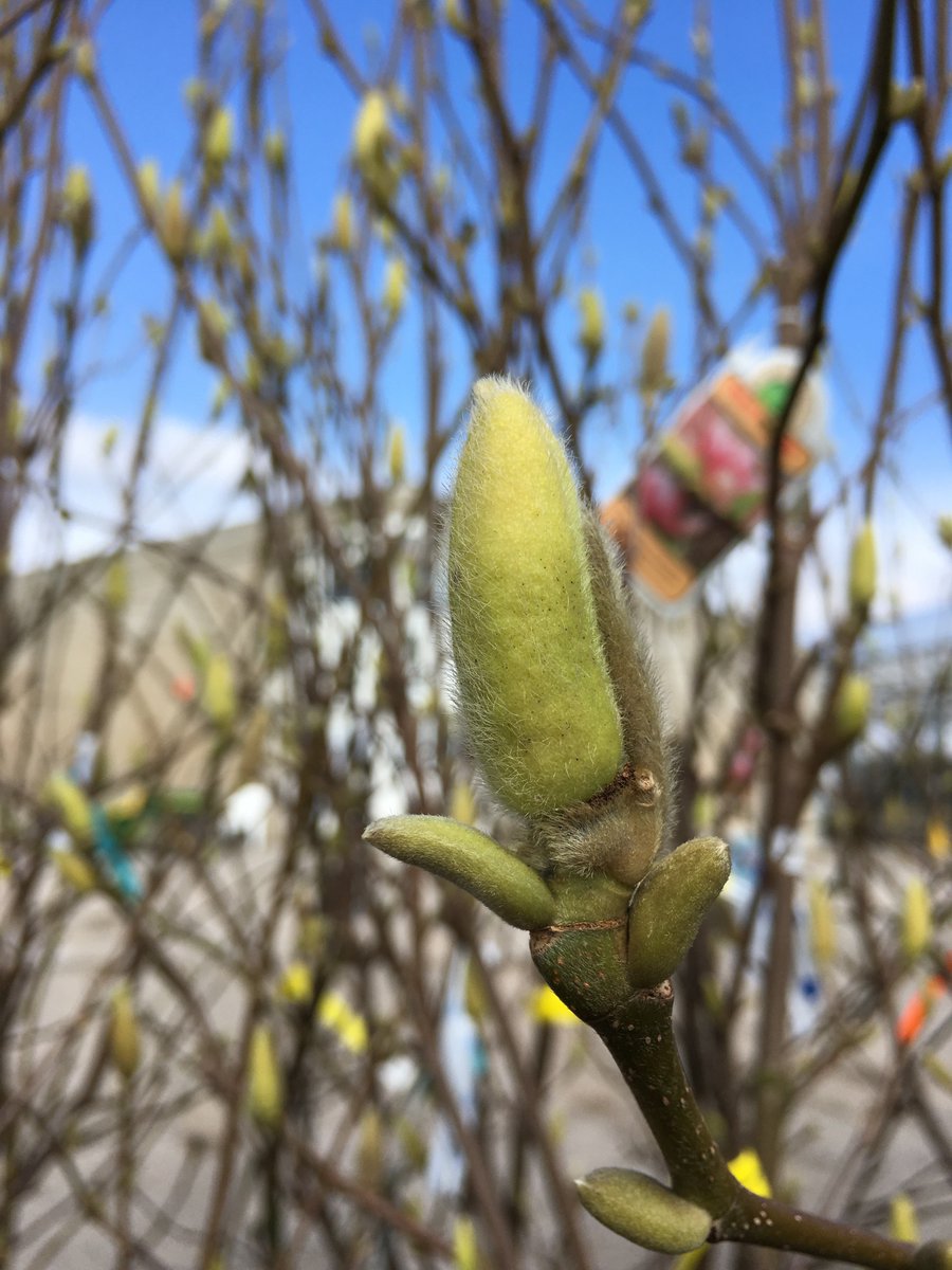 SheridNurseries's tweet image. Here is the Saucer #Magnolia starting to show off some buds at our distribution centre! ow.ly/wDVM30aB02V #springishere #greenhouse
