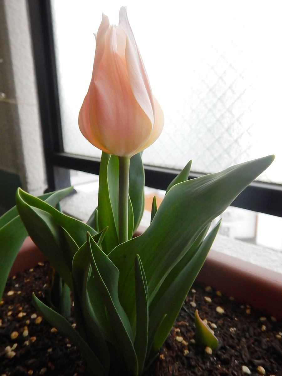 チューリップ ガチャ球根生育日誌by国華園中の人