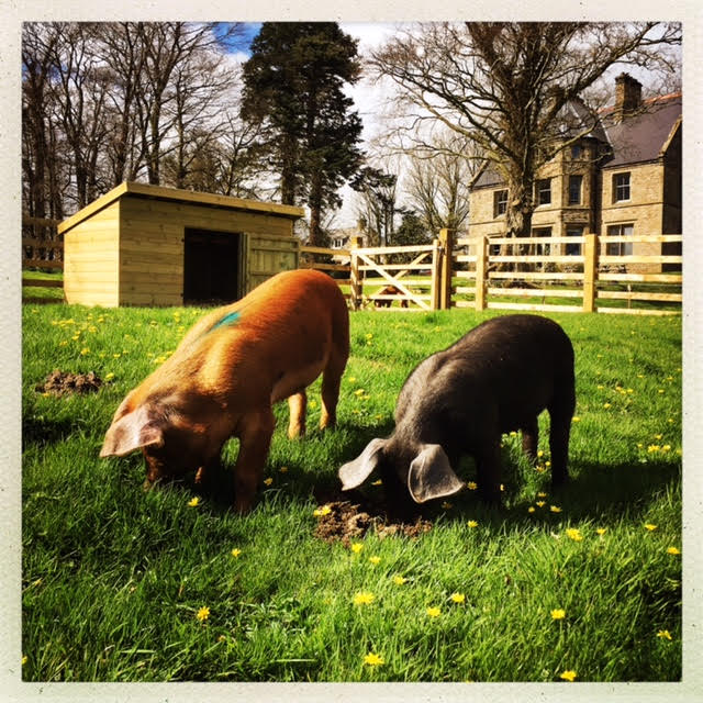 The latest additions to Stow House. Meet Sage and Onion.