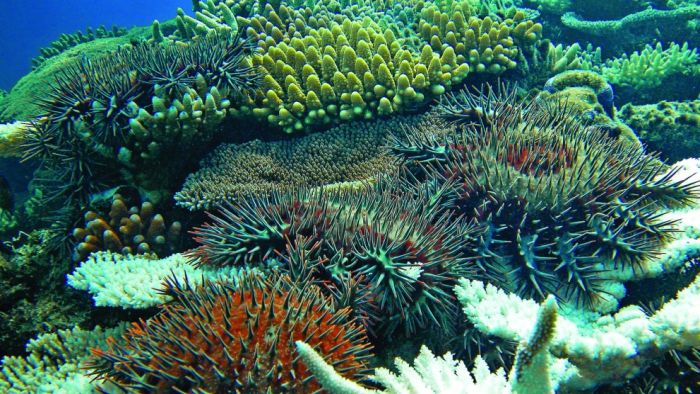 abcnews's tweet photo. A unique messaging system used by the crown-of-thorns starfish could hold the key to saving the Great Barrier Reef https://t.co/eL9vznG2ze https://t.co/od3TGbXiVk