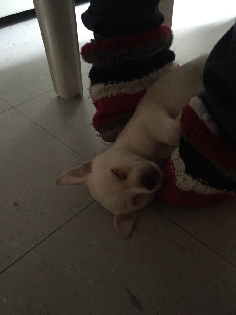 precioussharry's tweet photo. my dog was laying on my feet &amp; he drifted off so much he fell on the floor &amp; didn't notice omdhsoendk https://t.co/r7vlKIHxMB