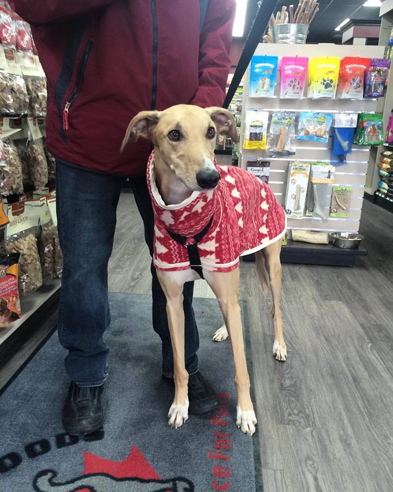 northern sky greyhound