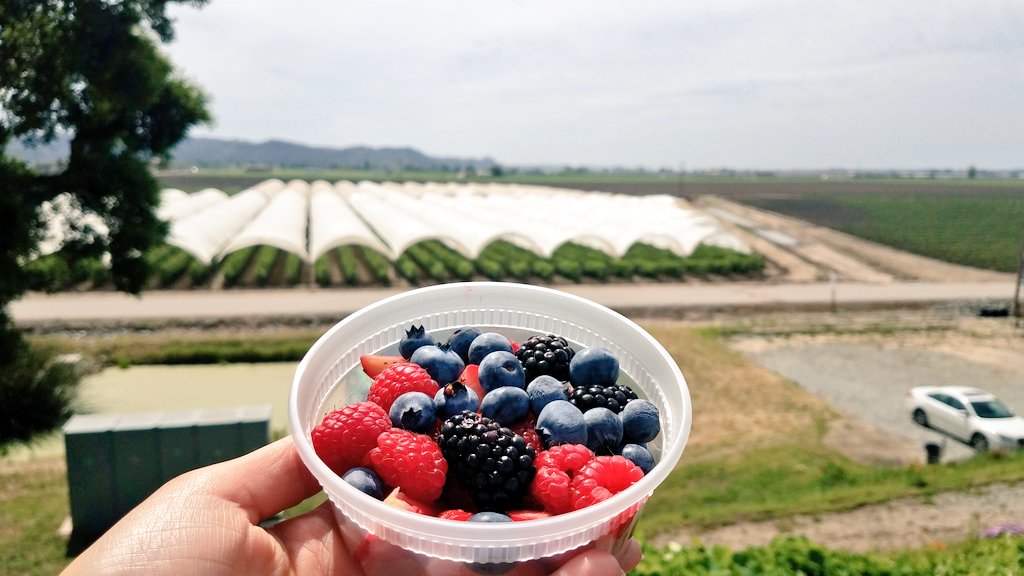 Berry tasting <a href="/driscollsberry/">Driscoll's Berries</a> @SVForum 
#SVAgTech17