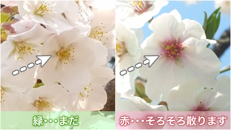 桜の花を見ると 散る前にはあるサインが現れている 散る前にチェックしてみよう Togetter