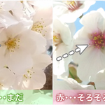 知って得する!桜の花が散るサインはここで見極ろ!