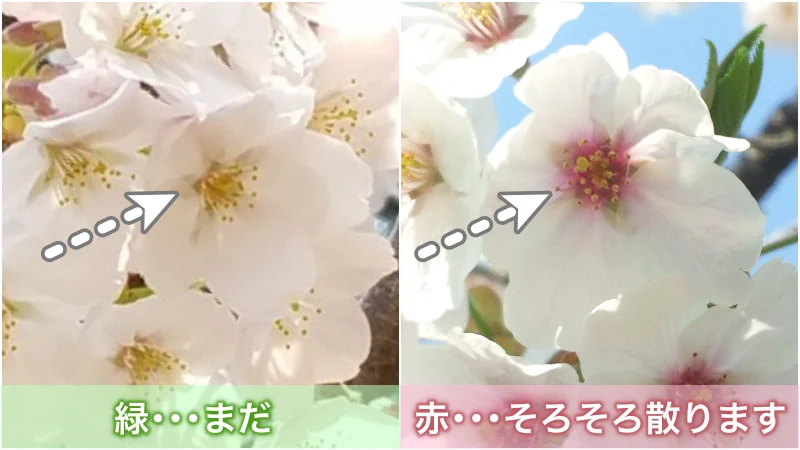 知って得する！桜の花が散るサインはここで見極ろ！！