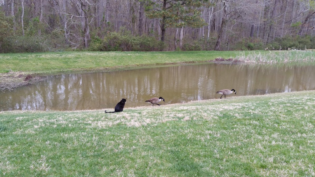 RocketQC's tweet image. My new friends to the neighborhood aren't much fun 🙄