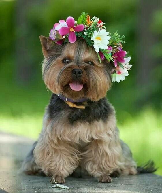 zerok_z's tweet photo. @JYOTHISHETTY10 @CyanBlueHeart @Fateinheart2014 @SimplesmenteSyl @eoff_sylvia @1012Keitai @CathyLEfun @atatenea @CristinPereyra @IsabelPerez1232  https://t.co/zAazqhnxAh