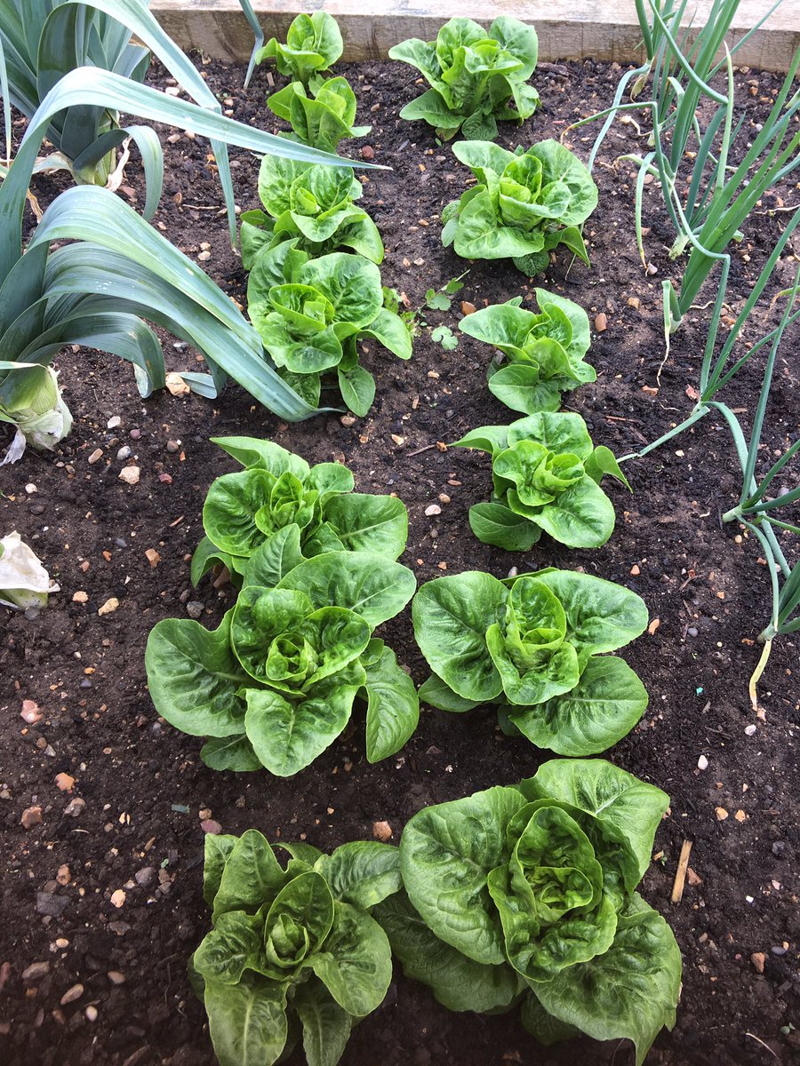 Early lettuces from #comunityGarden #ThamesView #Barking