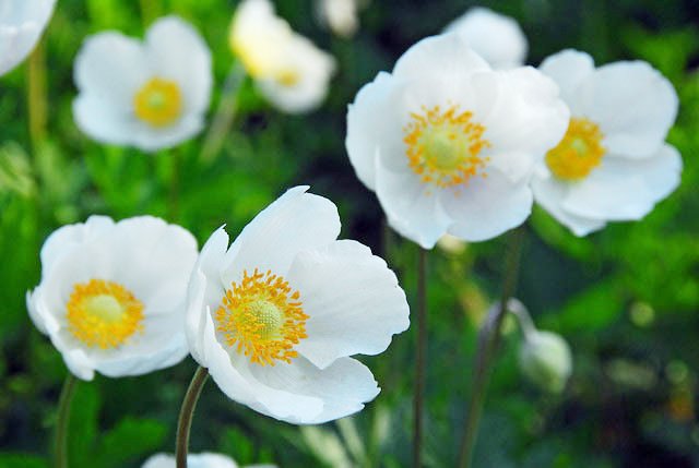 ট ইট র 希望の花言葉 白アネモネ 花名のアネモネは ギリシア語の Anemos 風 に由来します 早春の風が吹き始める頃に花を咲かせるからといわれます 花言葉は 期待