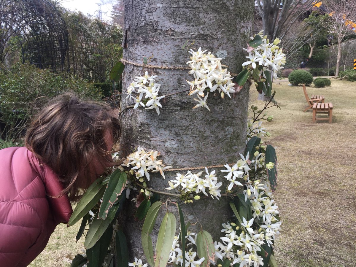Twitter पर クレマチスの丘 唯一香りをもつクレマチス アーマンディの開花がはじまり 庭園では桜とアーマンディの共演をお楽しみいただけます 一年で最も庭園が美しく 幻想的な雰囲気に包まれる時期です