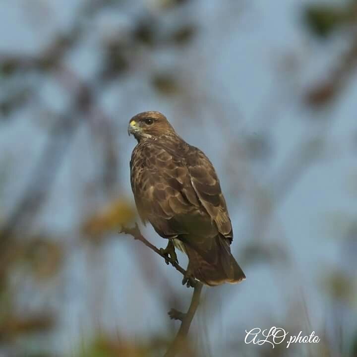 Bashful Buzzard amongst the brambles 🙂 #Buzzard #nature #birds  @photoweather1 <a href="/UK_Nature/">UK Nature</a> <a href="/NatGeoPhotos/">Nat Geo Photography</a> #YourShot