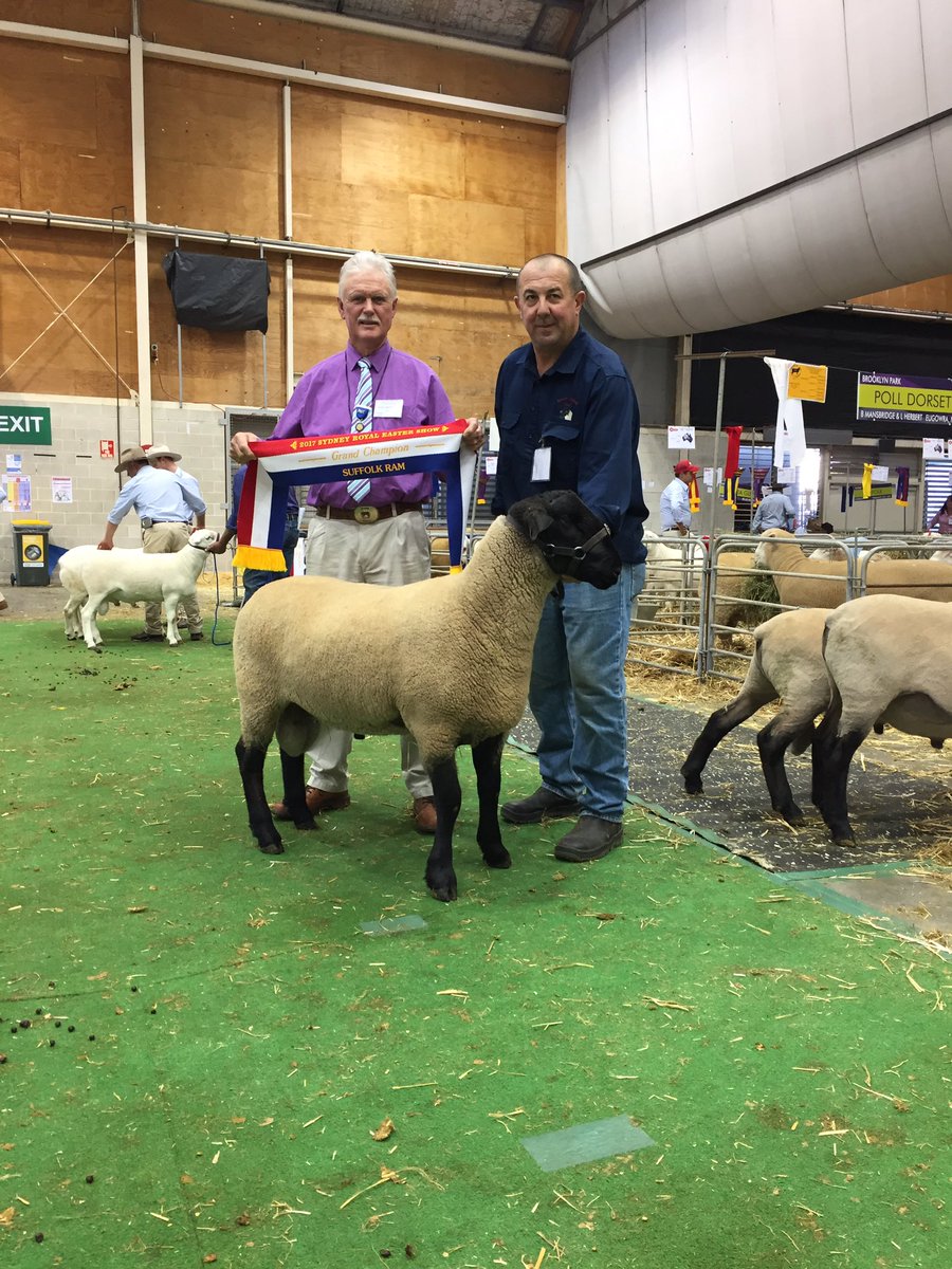 bridieedwards4's tweet photo. Suffolk Grand Champion Ram - Bowen 630 from Bowen Suffolk Stud #eastershow @thelandnews https://t.co/JEVBiDzavk