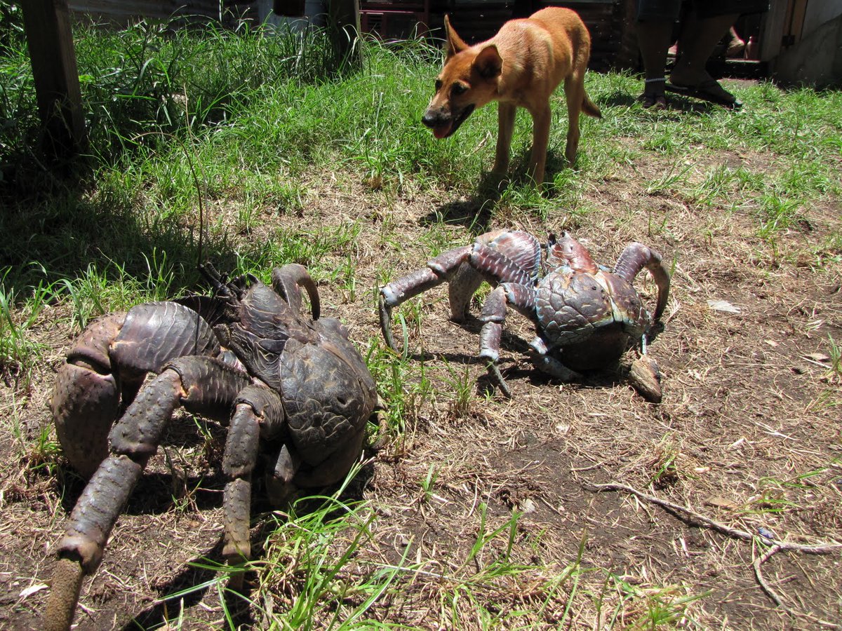 Hawkins10000's tweet photo. @ds106dc The huntsman spider thought it was the king of arthropods until it was deposed by the somehow even more terrifying coconut crab. https://t.co/00BHg0RS6a