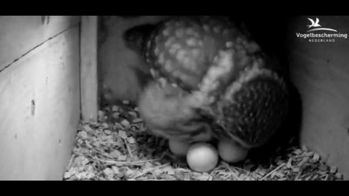 We moesten even wachten, naar (het derde) ei is gelegd! #steenuil @beleefdelente
