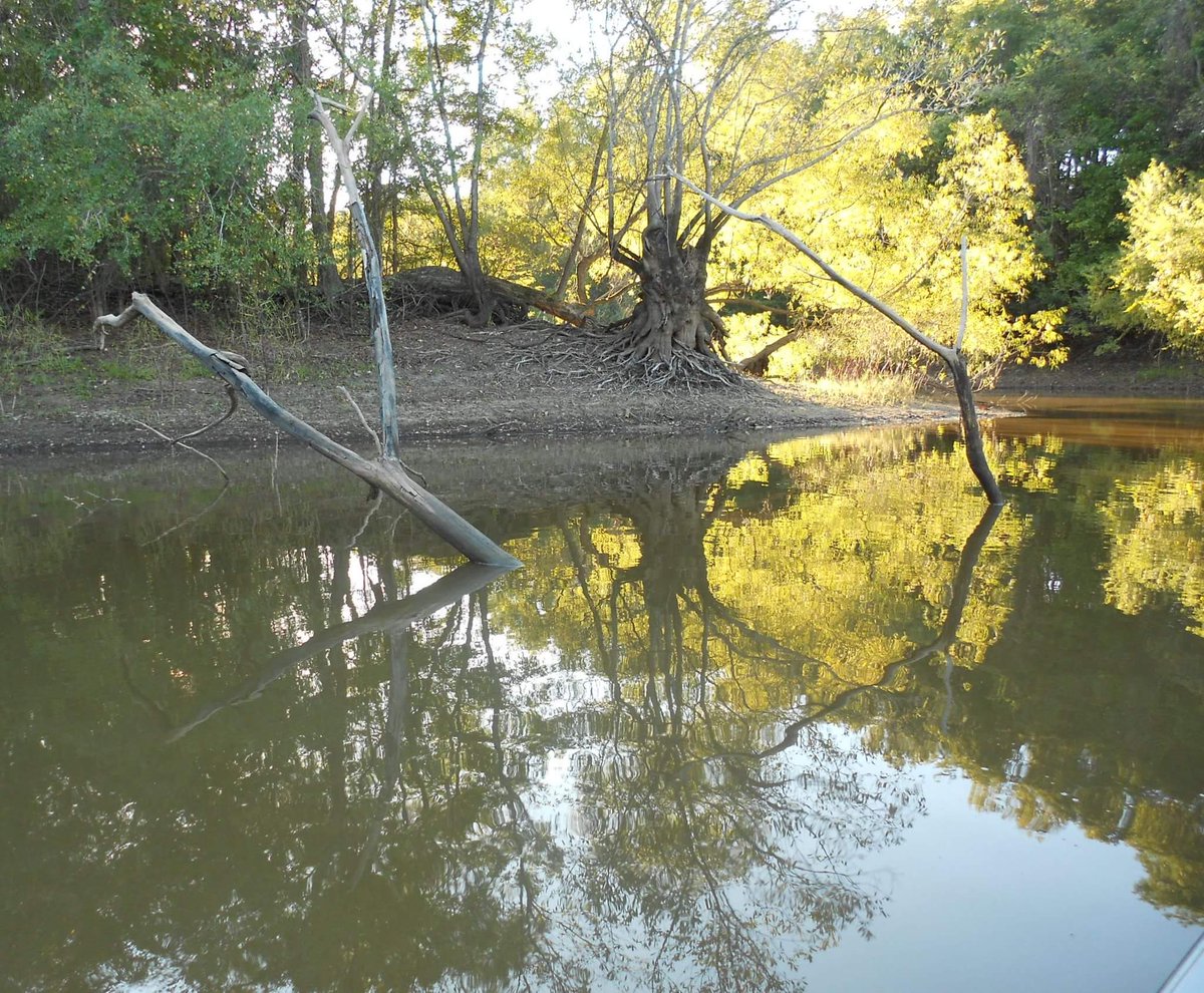 NancieNorton's tweet photo. @WaterWarFL No catfish catch when th river is low,
fish get trapped n swamp mud, w/no where to go. 
Whn a #FastFallingRiver loses its flow. https://t.co/Z4Cx3hesm6