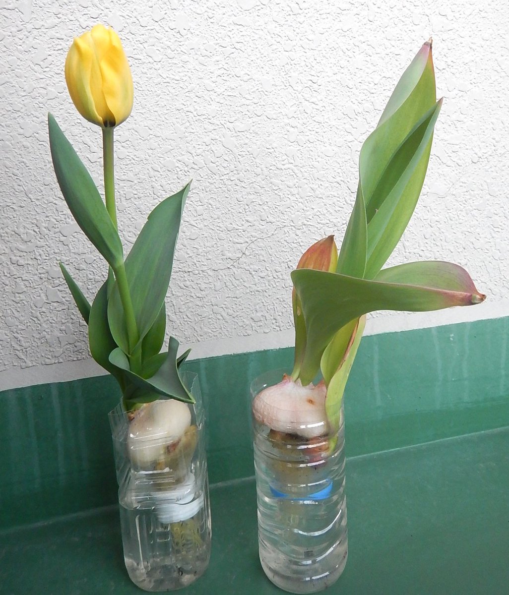 チューリップ ガチャ球根生育日誌by国華園中の人