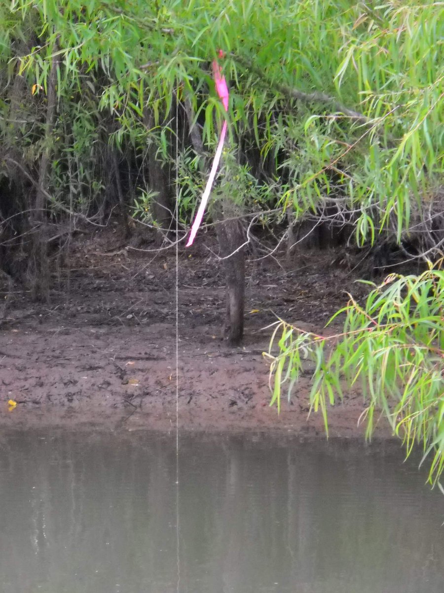 NancieNorton's tweet photo. @WaterWarFL No catfish catch when th river is low,
fish get trapped n swamp mud, w/no where to go. 
Whn a #FastFallingRiver loses its flow. https://t.co/Z4Cx3hesm6