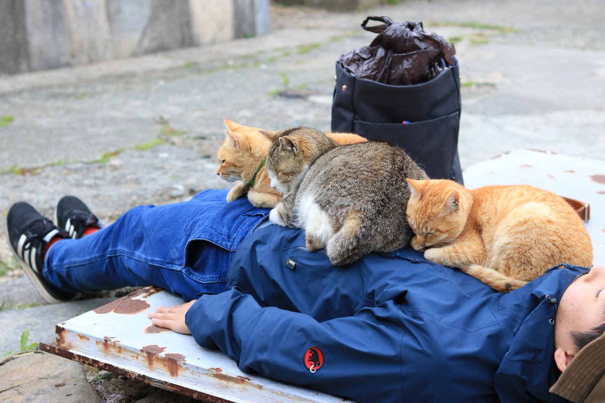 お腹の上で寝る猫