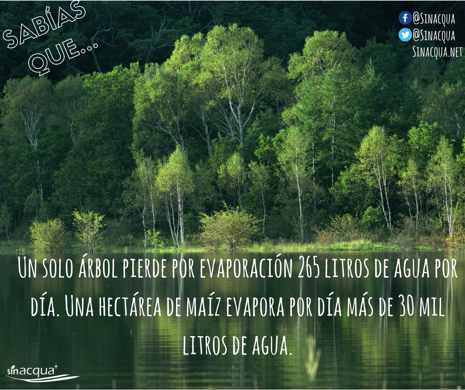 SinAcqua tweet picture