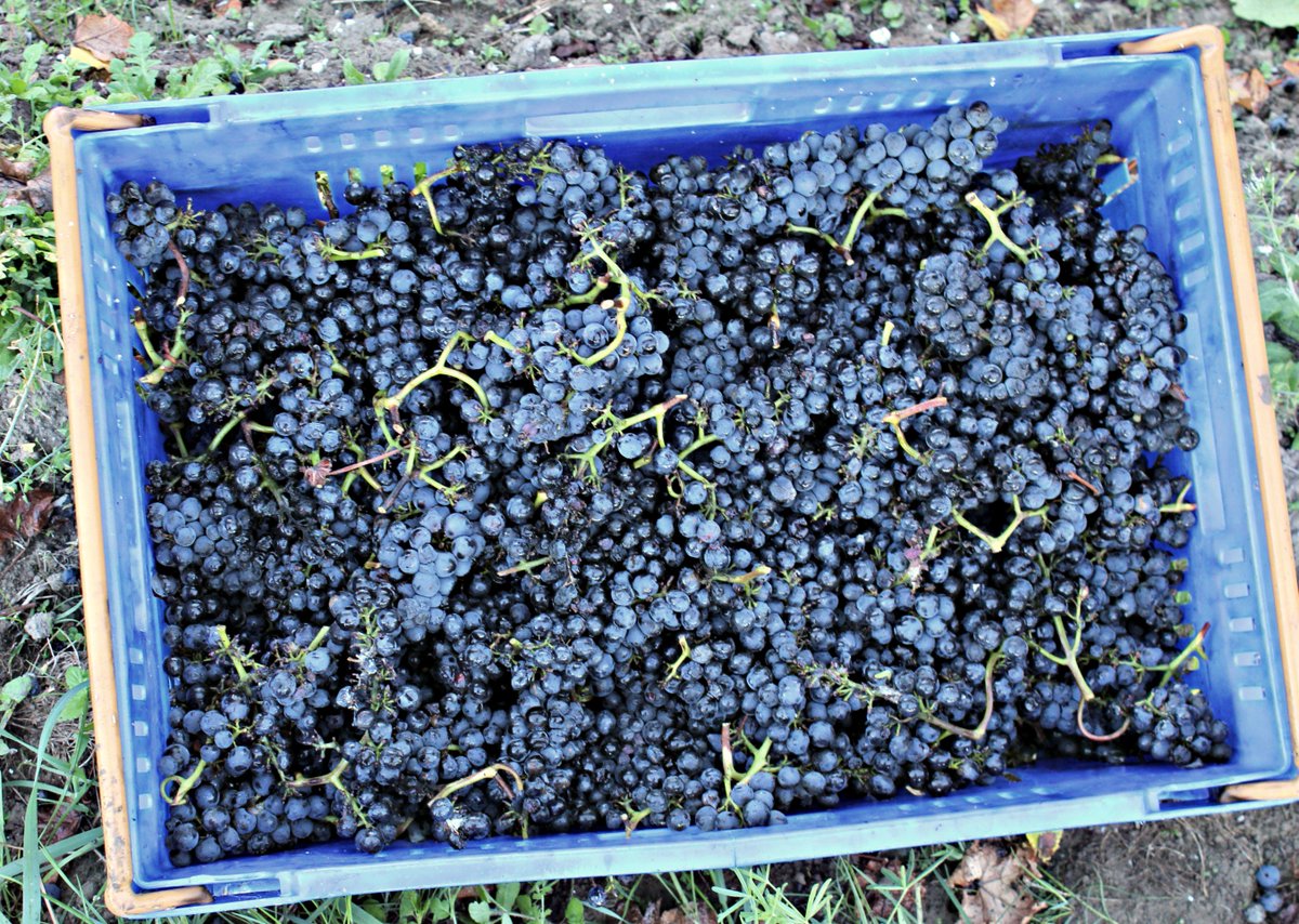 Clos Henri Vineyard tweet media