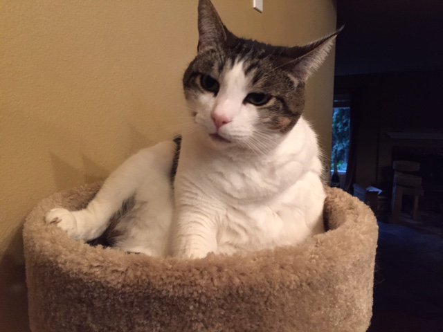 growingupzee's tweet image. #SpicerSpinsMoviePlots A scarecrow wins an election, and no longer needs brains.