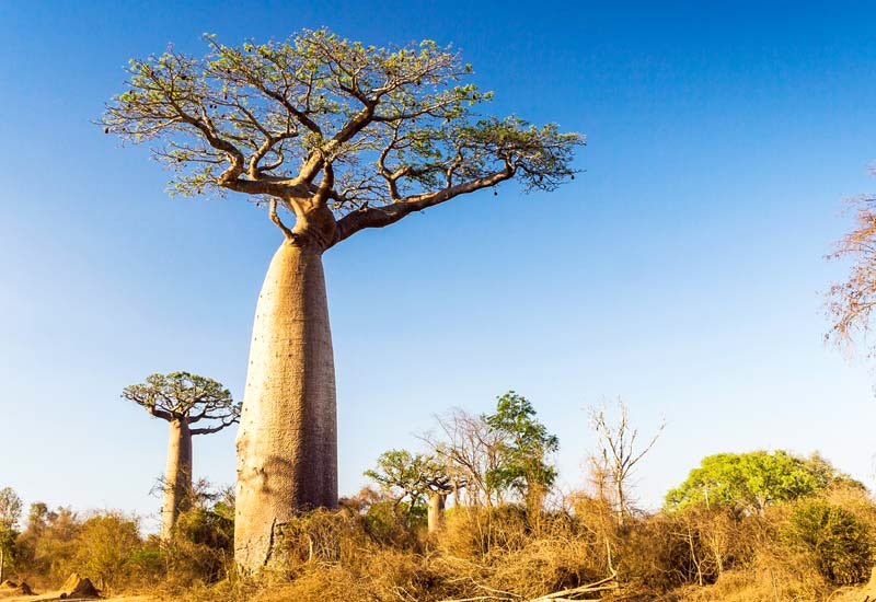 The trunk of the Boab tree can hold up to 120,000 liters of water 💦💦💦#treemovement