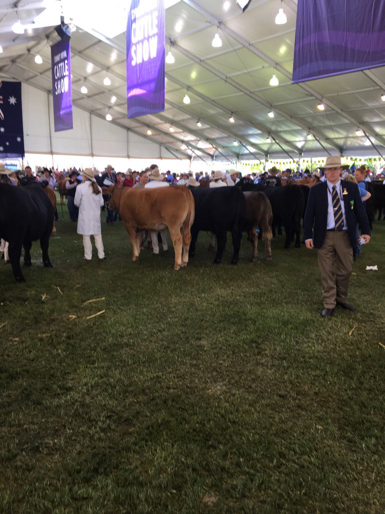 In the judging shed@ #Sydney Show