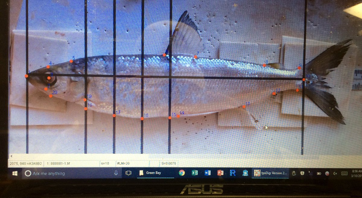 KyleBroadway's tweet photo. >600 fish digitized now: MI, Superior, Koelz 1929 Ciscoes. New analysis, new insights? Stay tuned. @KevinDonner3 @mgglon @greatlakescisco https://t.co/JmPl87mWsT