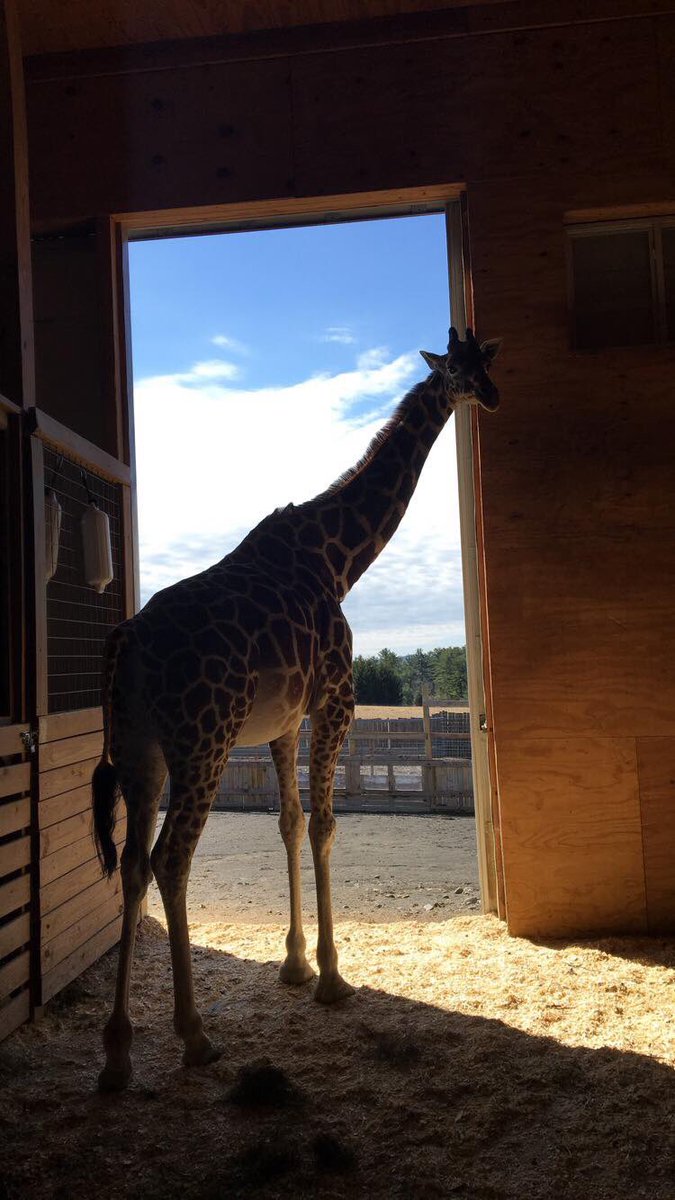 April is famous than Melman of Madagascar, after giving birth to a