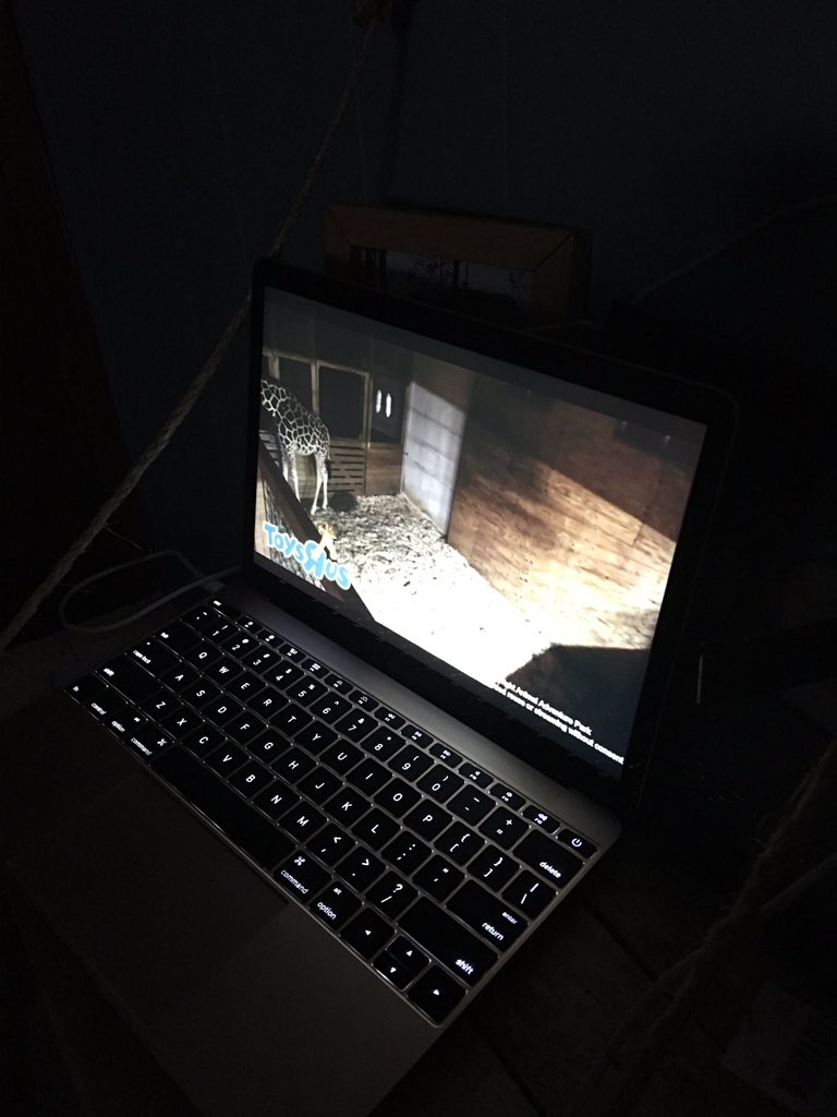 Jodi_Princess74's tweet photo. @AprilTheGiraffe Set up next to my bed every night. Will tonight be the night? Proud to be a part of #AprilsViewCrew https://t.co/g2F9FuNbmf