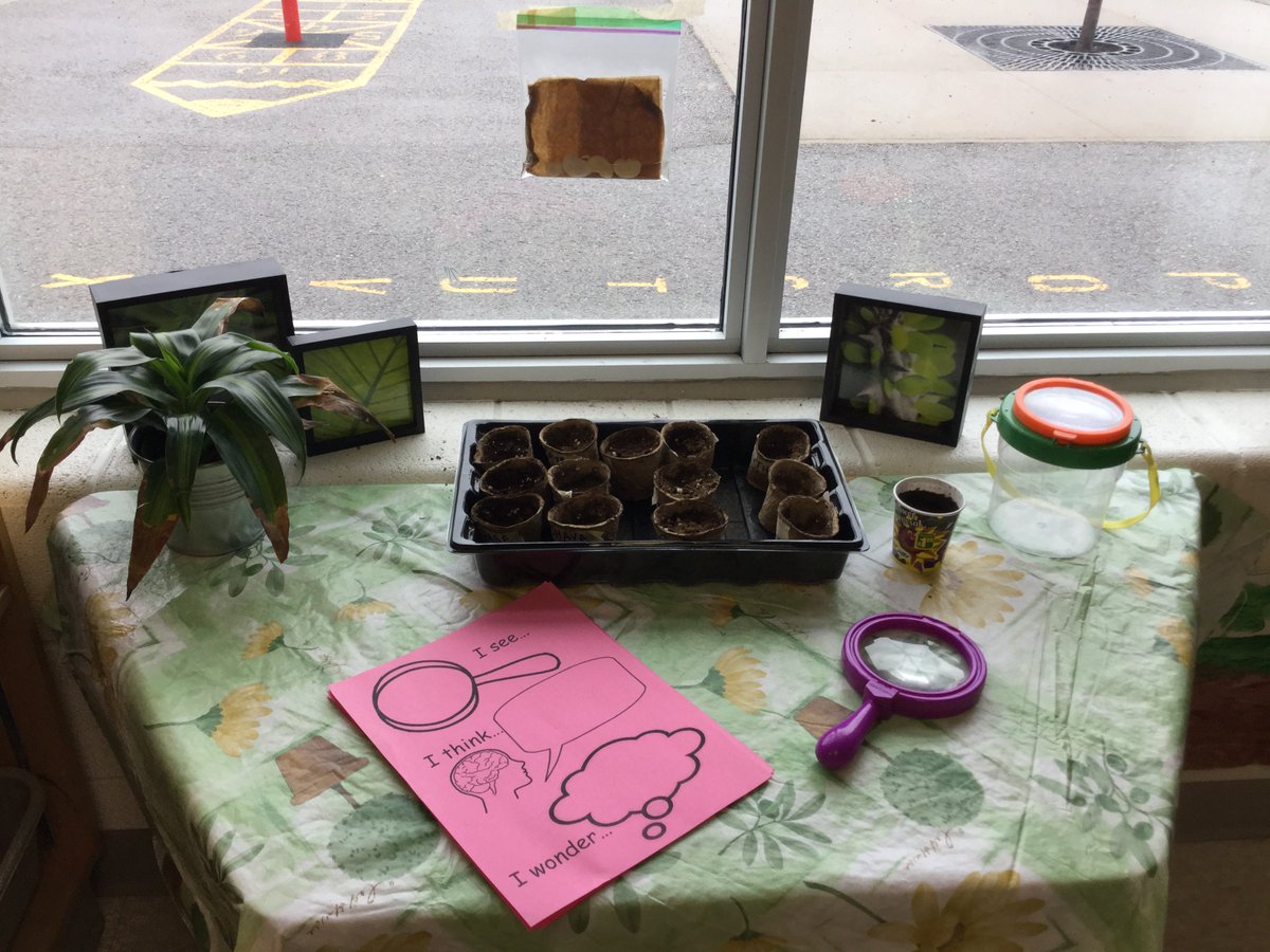 JerseyKindie's tweet photo. Room 105 has a garden centre! Making predictions and daily observations about our growing seeds and plants! #rm105 https://t.co/uIqYIFosGG