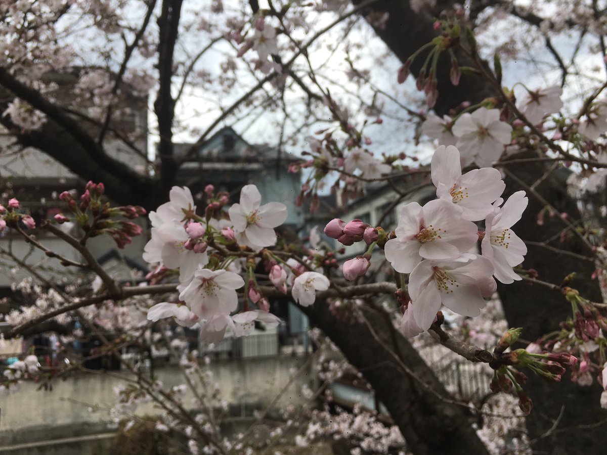桜の花を見ると 散る前にはあるサインが現れている 散る前にチェックしてみよう Togetter