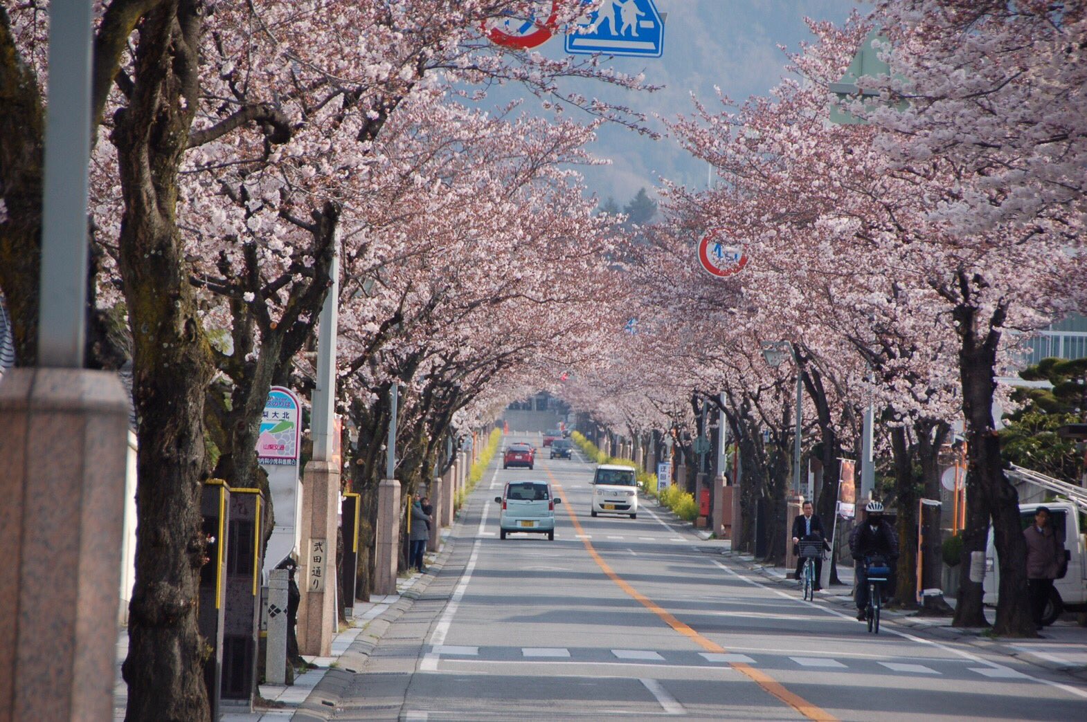 山梨学院大学陸上競技部 今日の山梨は暖かい春の陽気が感じられます 桜の蕾も開き始め Jr甲府駅から武田神社 までの約2kmにわたって桜の並木が続く武田通りを神社の境内まで薄紅色に染めています 選手達も桜に癒されながら練習に打ち込んでいます