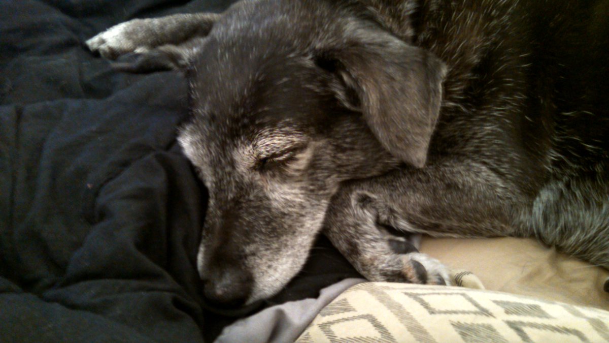 Uglogg's tweet photo. #HowIBondWithMyPet I watch her sleep. https://t.co/phB3g2Ya9v