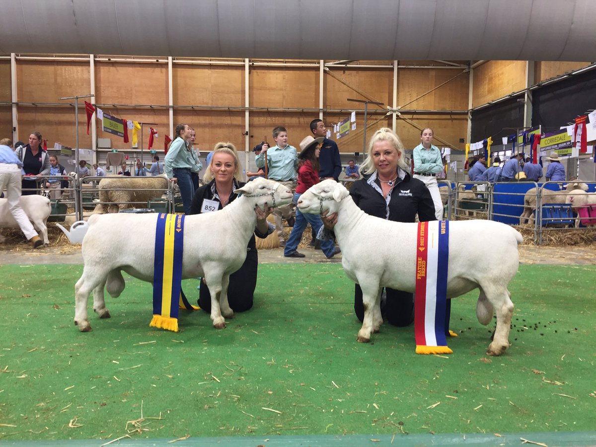 bridieedwards4's tweet photo. Grand Champion white Dorper  Ram- Nomuula Apollo and Reserve Champion Ram- Nomuula Spartacus #eastershow @thelandnews https://t.co/kZAHCYhl5B