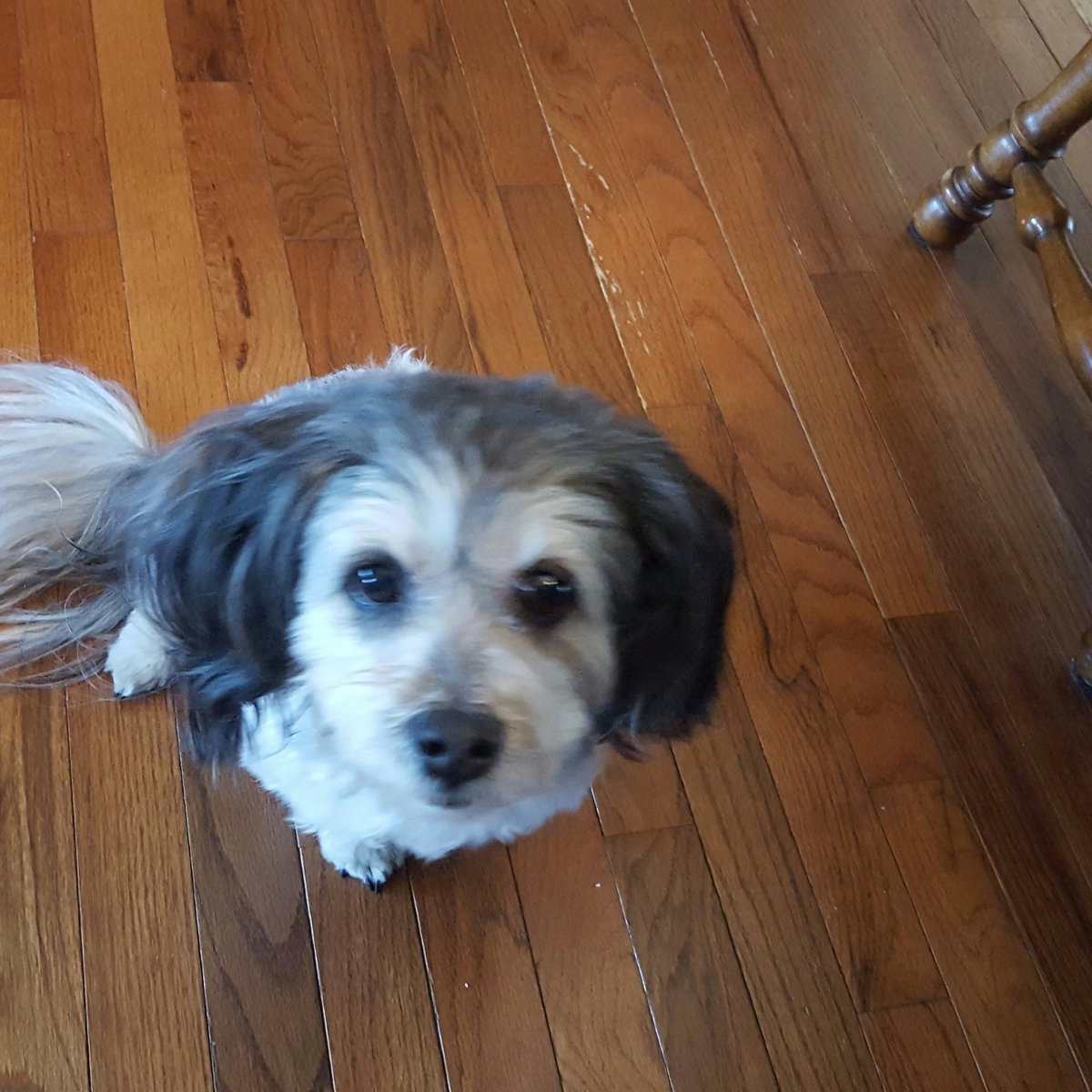 WendyMichele55's tweet image. #HowIBondWithMyPet Belly rubs and an endless supply of treats.😊