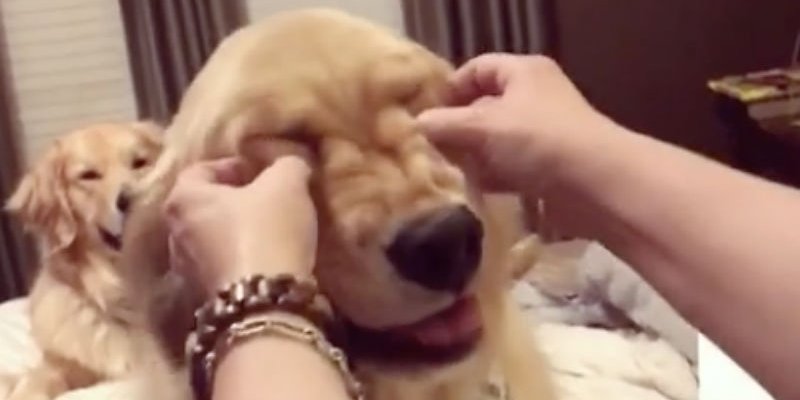 This #GoldenRetriever Loves A Good Face Massage. 😚😂 bit.ly/2n7NJ0L