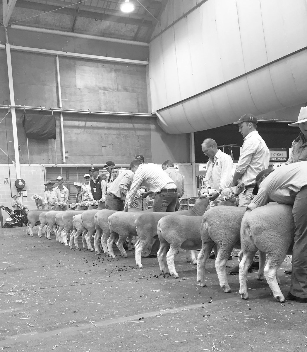 bridieedwards4's tweet photo. Line em up https://t.co/WFcURxIgFH