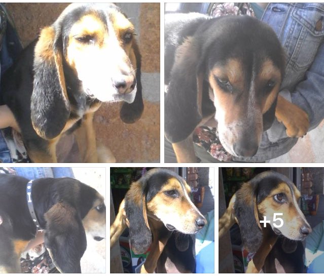 SOSsalchichas's tweet photo. 🏡#SalchichaEnAdopcion huesos hembra mix busca hogar le das oportunidad darte mucho amor? Atención Guanajuato Gto info 473 73 1090660 ❤️🆘🐾🙏🏻 https://t.co/L9d9TgD1UY