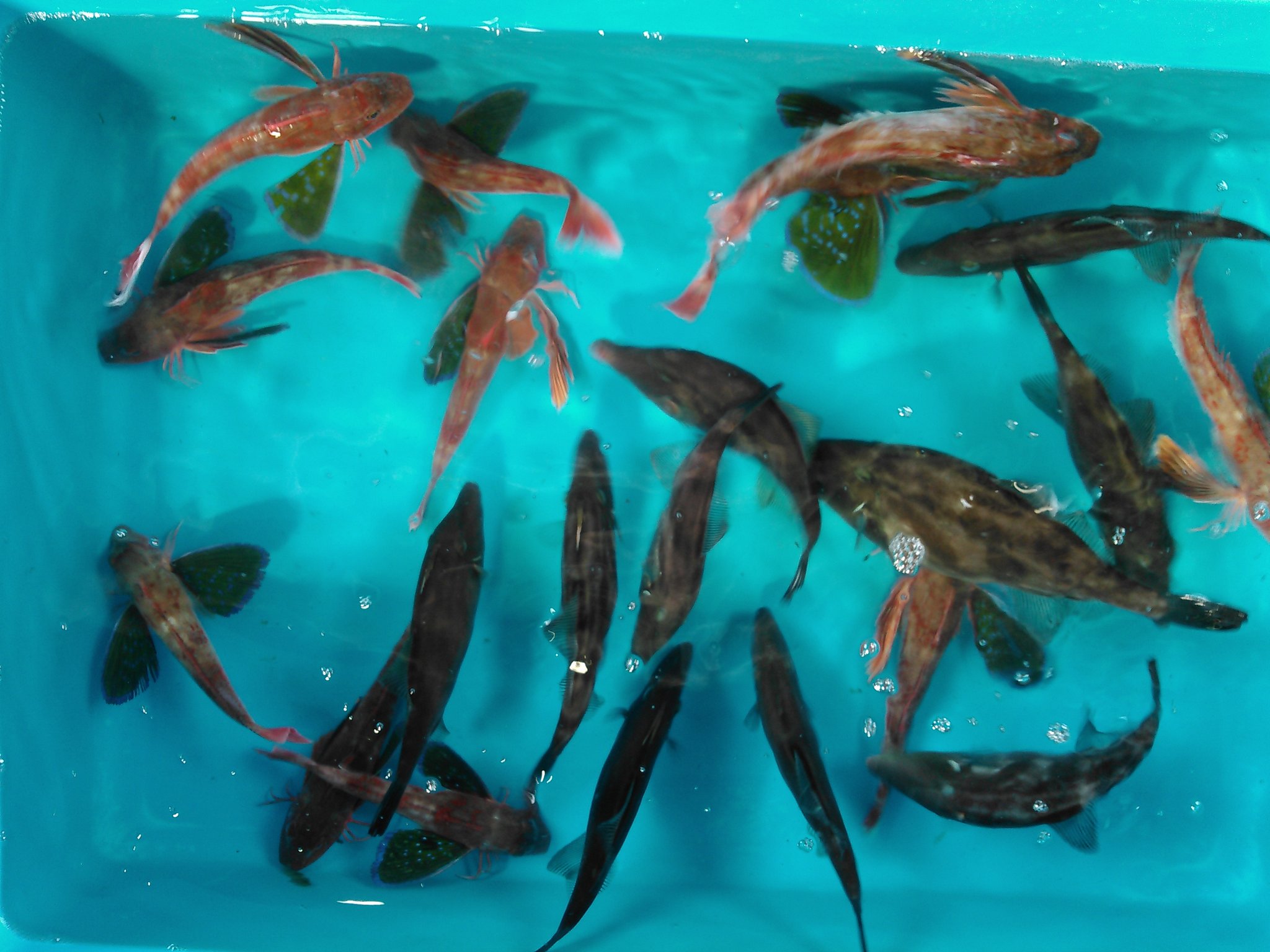 湘南釣堀 本日 ウマヅラハギ ホウボウ入荷しましたよ 是非 遊びにいらして下さいね 湘南釣堀 本日 ウマヅラハギ ホウボウ入荷しましたよ 是非 遊びにいらして下さいね