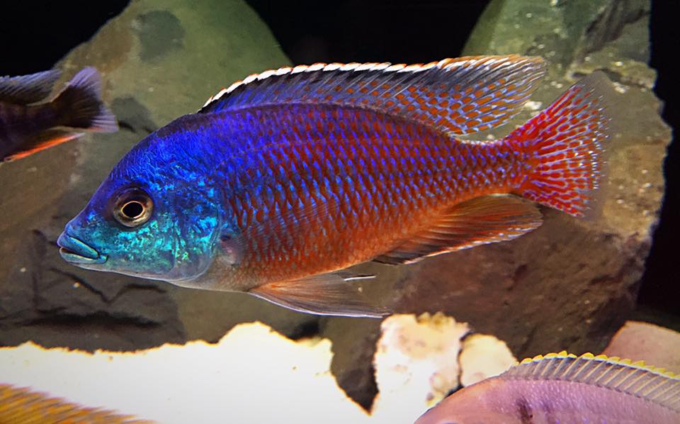 AquariumTalks's tweet image. Red Empress #Cichlid Beautiful but too aggressive Endemic to lake Malawi  

#AquariumTalks #Fish #FishTank