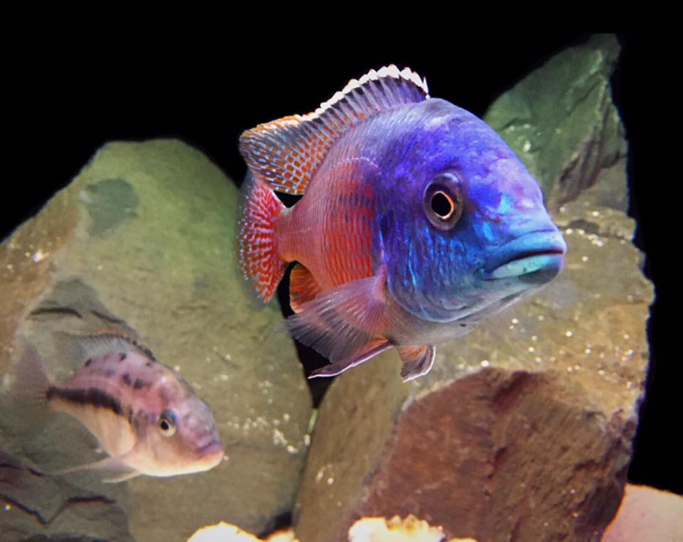 AquariumTalks's tweet image. Red Empress #Cichlid Beautiful but too aggressive Endemic to lake Malawi  

#AquariumTalks #Fish #FishTank