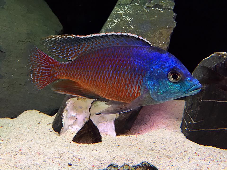 AquariumTalks's tweet image. Red Empress #Cichlid Beautiful but too aggressive Endemic to lake Malawi  

#AquariumTalks #Fish #FishTank