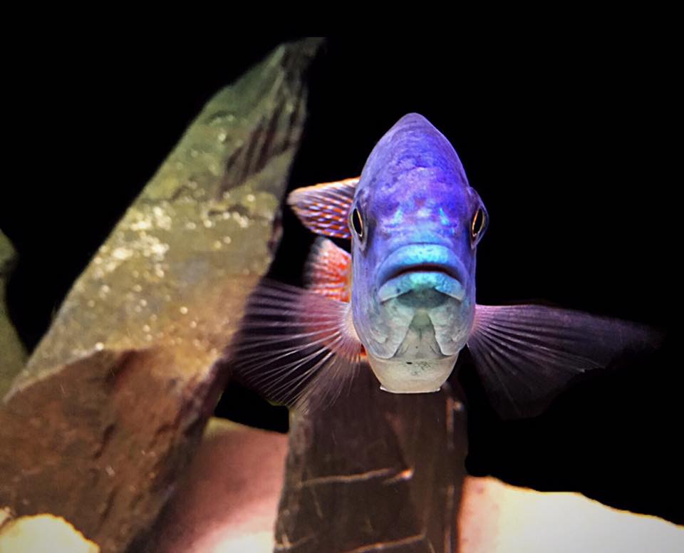 AquariumTalks's tweet image. Red Empress #Cichlid Beautiful but too aggressive Endemic to lake Malawi  

#AquariumTalks #Fish #FishTank