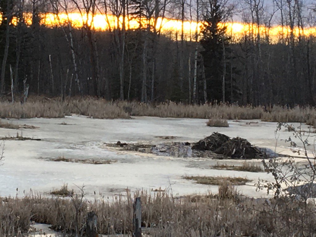 Kinda hard to see, but the #beavers are out! #dirtroads #countrygirl #alberta